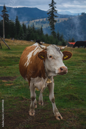 White brown cow, mountains in the background