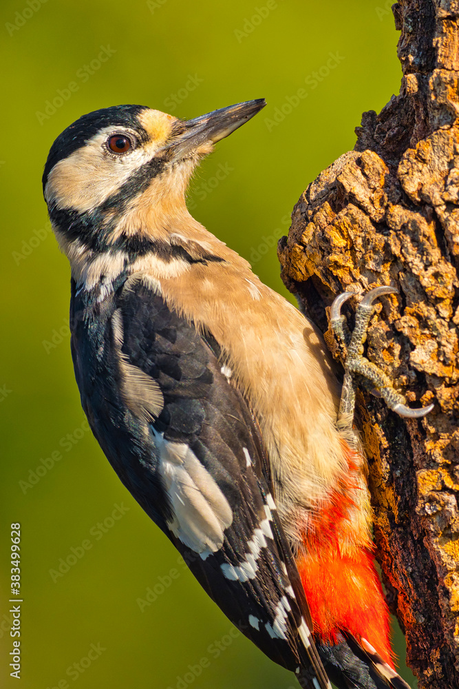 Fototapeta premium Great Spotted Woodpecker, Dendrocopos major, Mediterranean Forest, Castile and Leon, Spain, Europe