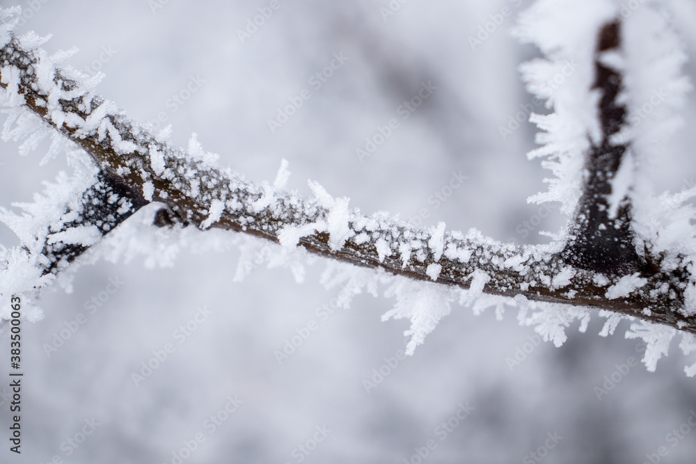 Obraz premium Frozen branch, white winter background