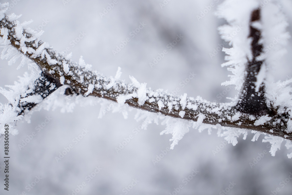 Frozen branch, white winter background