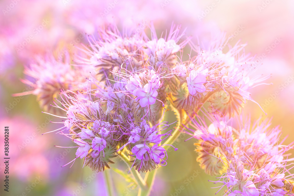 Fototapeta premium Beautiful purple flowers close up, flower lit by sunlight