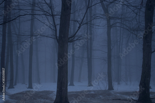 Foggy forest darkness winter mystery