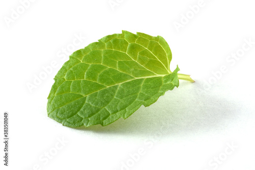 Single mint leaf isolated on white background