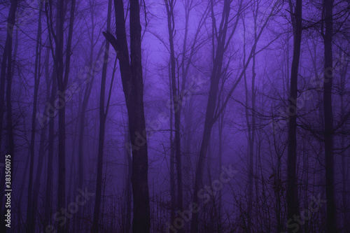 Foggy purple forest darkness winter mystery