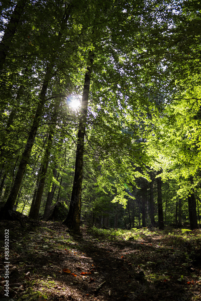 Obraz premium Sonne scheint in der herbstlichen Wald