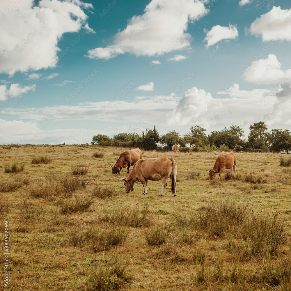 Brown cows pasturing in a green meadow with a beautiful blue sky with clouds in the background.