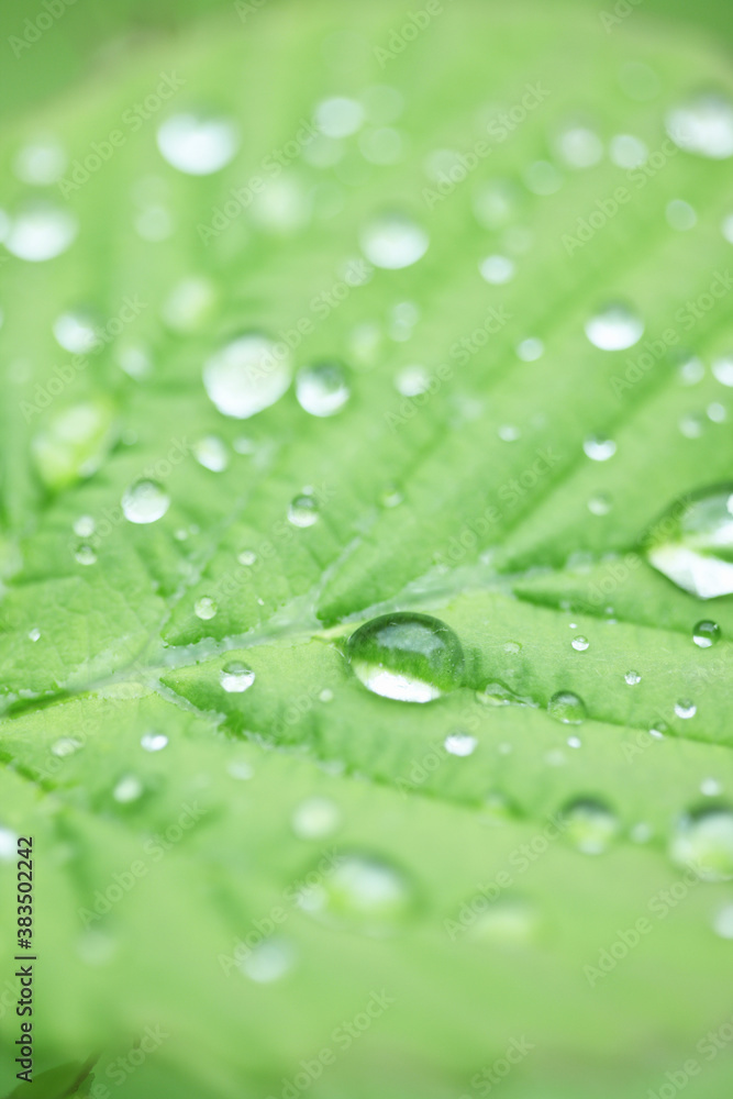 トサミズキの新緑と水滴