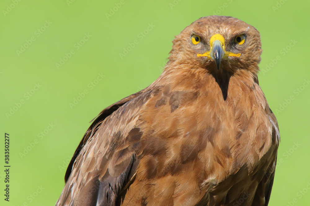 Lesser spotted eagle, bird of prey. Clanga pomarina Lesser spotted eagle, bird of prey. Clanga pomarina
