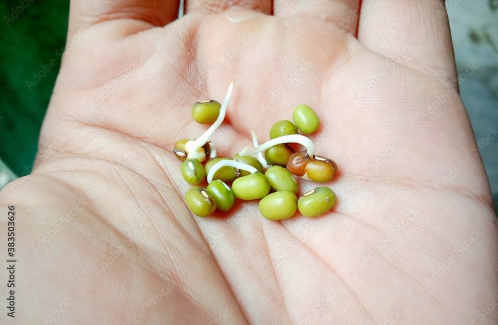 Green beans Green beans