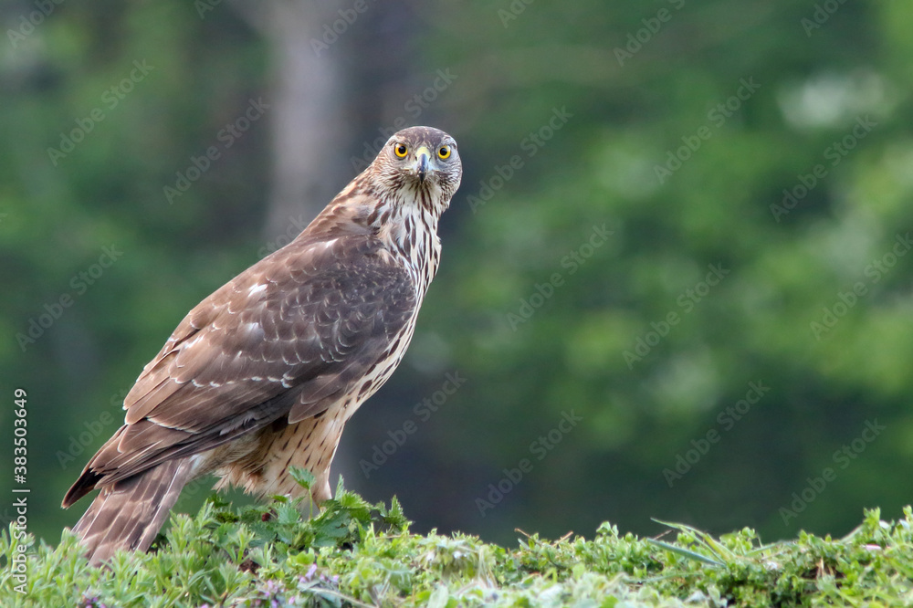 Northern goshawk. Bird of prey, hawk. Accipiter gentilis Northern goshawk. Bird of prey, hawk. Accipiter gentilis