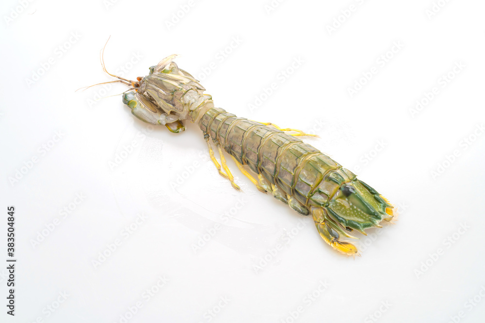 fresh mantis shrimp on white background fresh mantis shrimp on white background