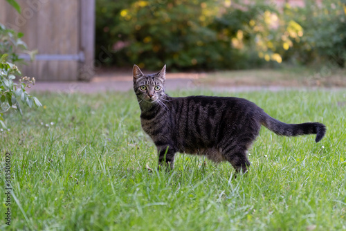 Stehende Katze im Garten