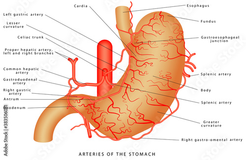 Arteries of the stomach. Arterial Blood Suply of the Stomach. Structure and function of Stomach Anatomy system on white background. Stomach anatomy of the human internal digestive organ