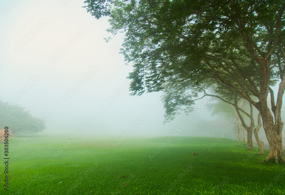 Fototapeta premium Natural landscape. Green forest with fog, trees, morning