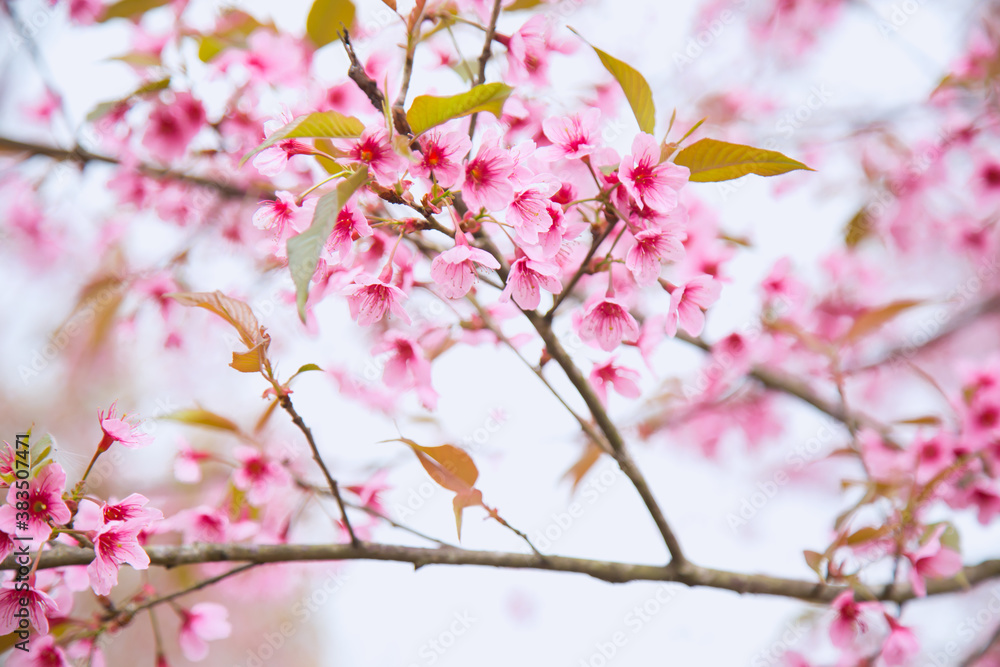 Beautiful cherry blossom or sakura in spring time over sky Beautiful cherry blossom or sakura in spring time over sky