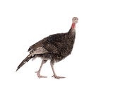 A young turkey is walking isolated on a white background.