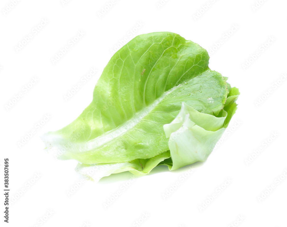 Green oak lettuce on white background Green oak lettuce on white background