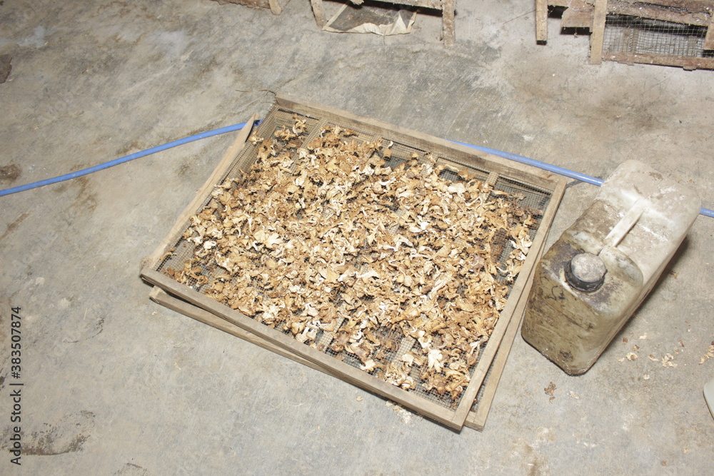 The dried oyster mushrooms will be made for seasoning flour. The dried oyster mushrooms will be made for seasoning flour.