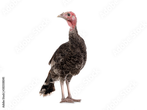 Young turkey cock isolated on white background.