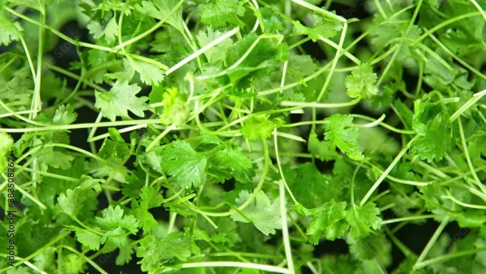 Super Slow Motion Shot of Flying Fresh Coriander Towards Camera at 1000fps. Super Slow Motion Shot of Flying Fresh Coriander Towards Camera at 1000fps.