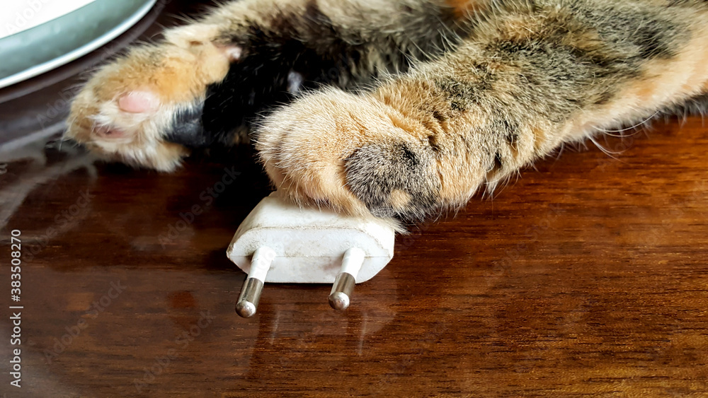 Cat paw lies on white electric plug, close-up. Electricity and animal concept