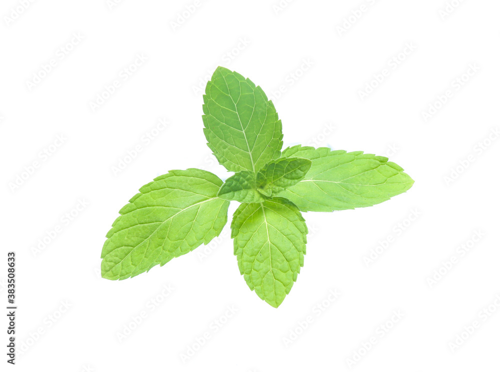 mint leaves isolated isolated on white mint leaves isolated isolated on white