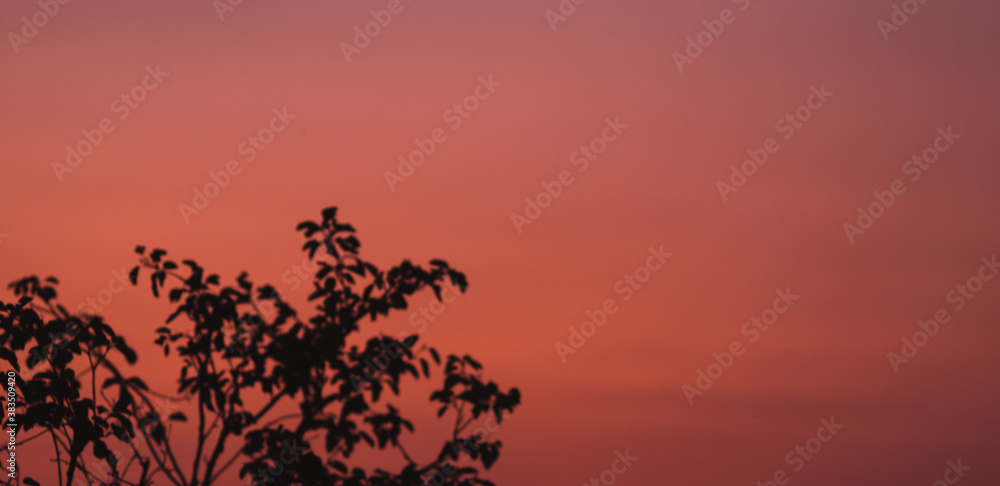 A beautiful sunset covered the entire sky with pink and orange colors. Red summer sunset in the village and dark silhouettes of trees in the distance. A beautiful sunset covered the entire sky with pink and orange colors. Red summer sunset in the village and dark silhouettes of trees in the distance.