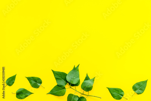 Natura layout of green tree leaves, concept, top view, flat lay