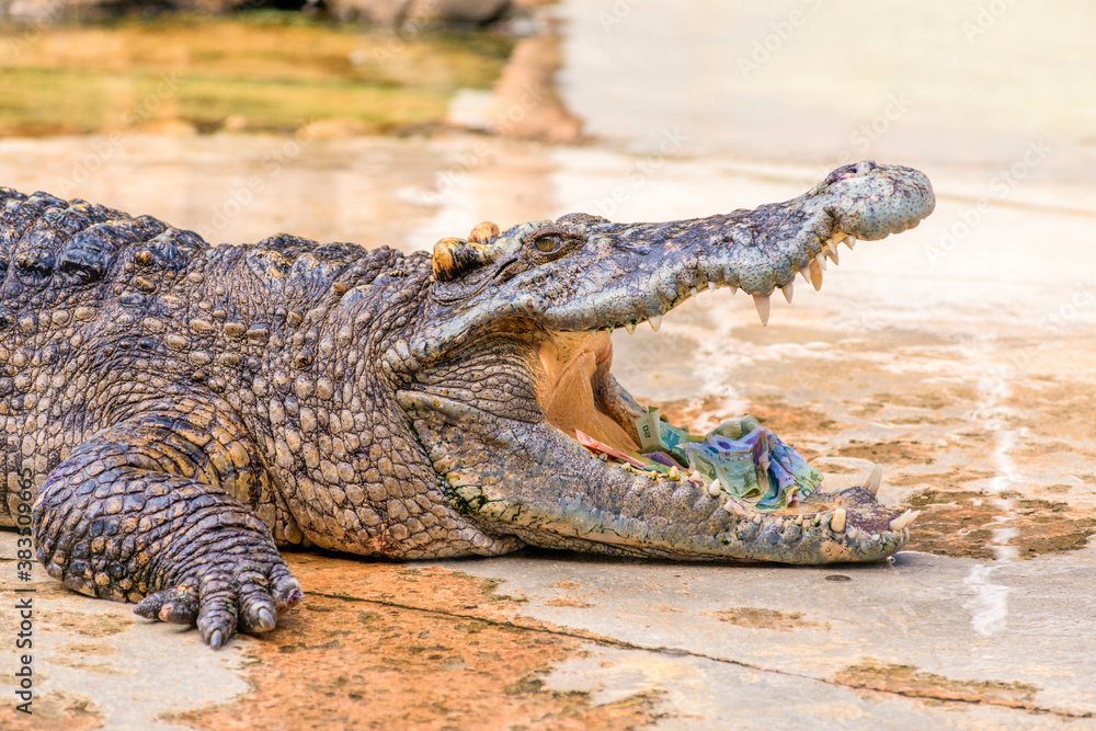Thai banknotes in the mouth of crocodile, Siamese crocodile in tropical zone. Thai banknotes in the mouth of crocodile, Siamese crocodile in tropical zone.