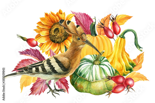 Autumn composition of leaves  pumpkin  sunflower  rosehip and Upupa epops  watercolor drawings.