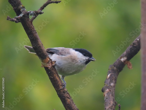 Marsh tit (Poecile palustris) beautifully posing on a tree branch looking towards the camera with natural dark green background. 