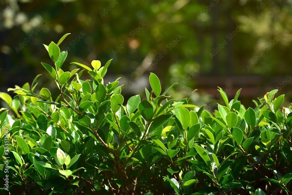 Natural green leaves Looks beautiful and refreshing Natural green leaves Looks beautiful and refreshing