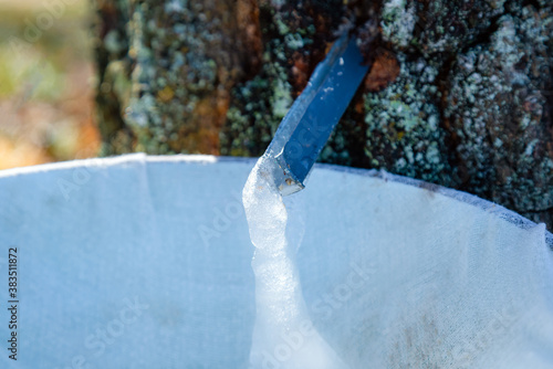 Close up of frozen birch sap on a cold spring morning. Collecting birch juice in nature