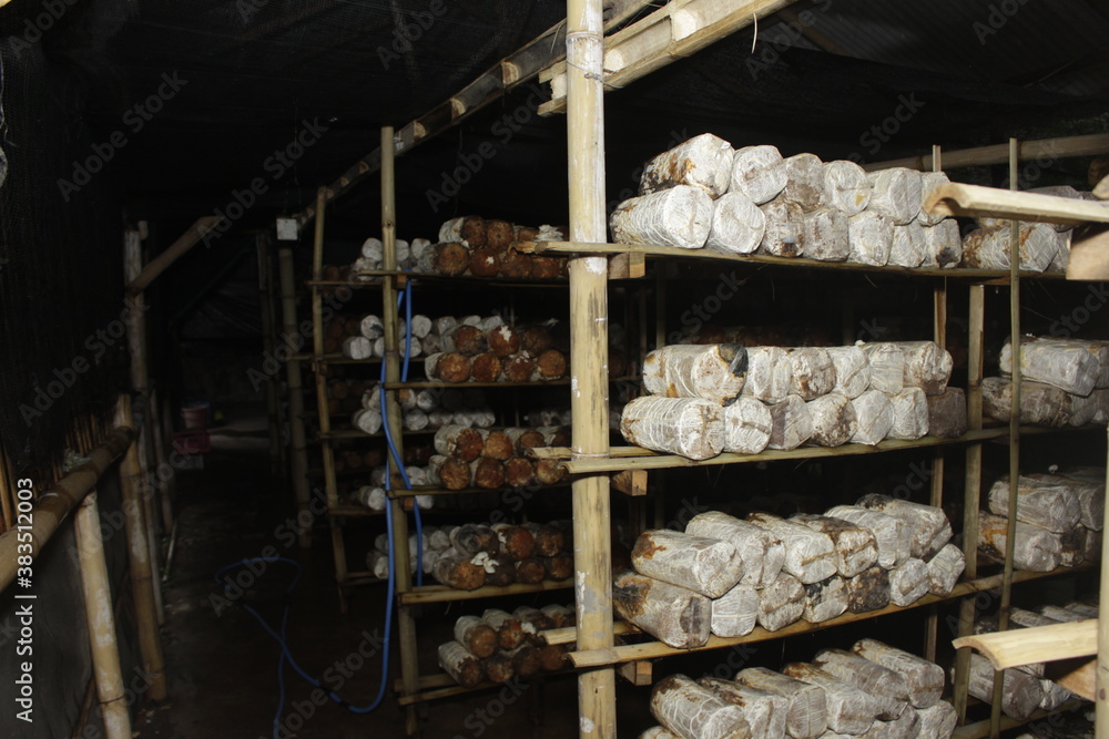 Oyster mushroom cultivation technology, log piles neatly arranged in wooden shelves with humid air.