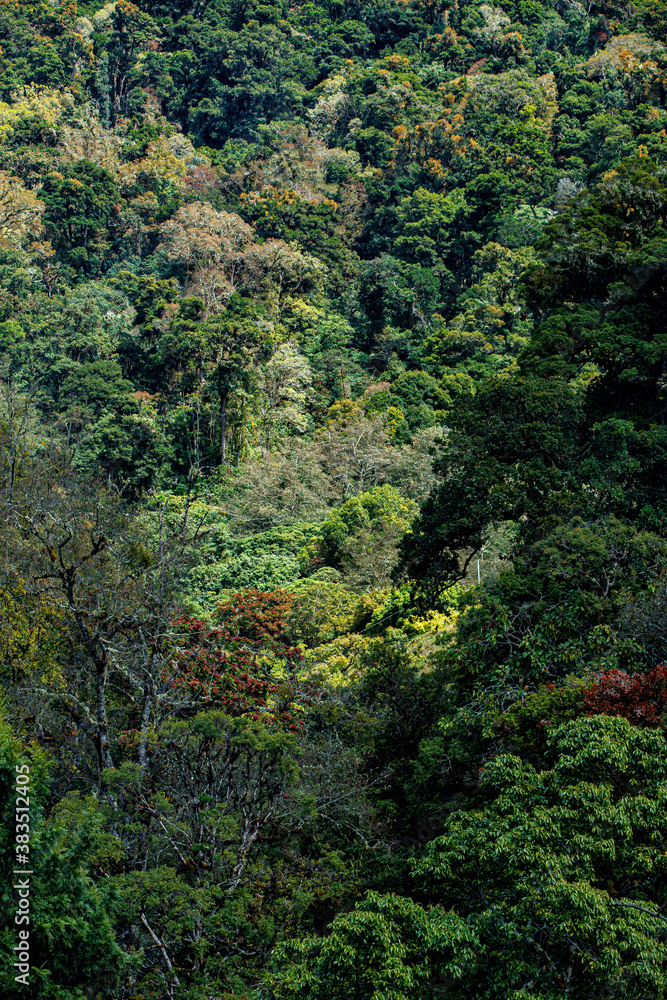 The rainforest in the mountains close to San Gerardo del dota, Savegre, Costa Rica The rainforest in the mountains close to San Gerardo del dota, Savegre, Costa Rica