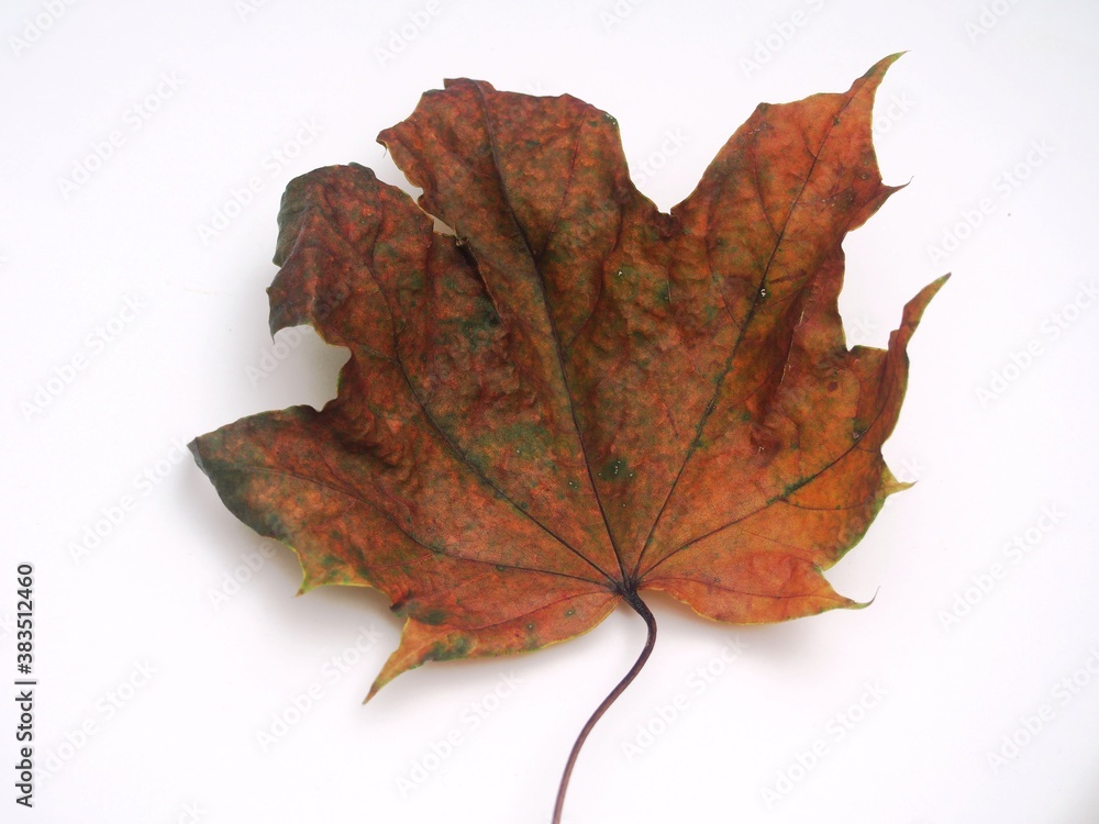 Obraz premium Fallen autumn maple leaf on a white background.
