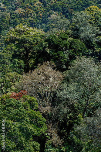 The rainforest in the mountains close to San Gerardo del dota  Savegre  Costa Rica