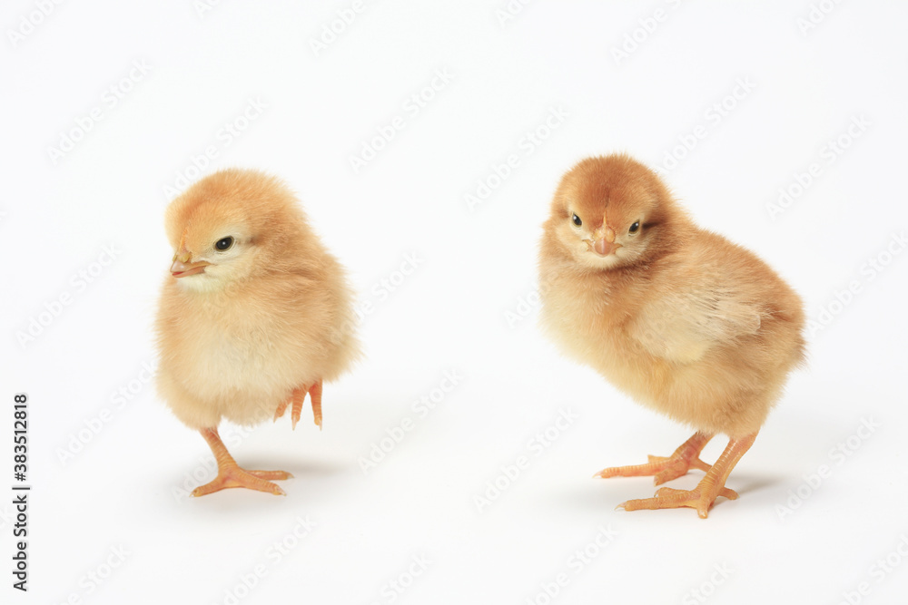 Fototapeta premium ヒヨコ