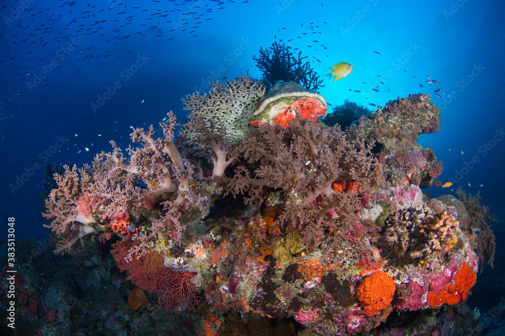 Fototapeta premium Healthy coral and fish on the reef