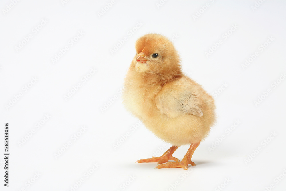 Fototapeta premium ヒヨコ