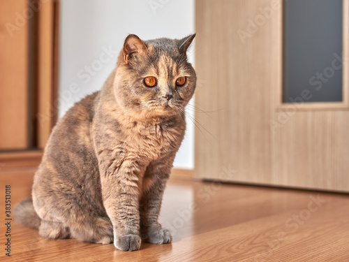 Photo of a British shorthair cat with big eyes. She is sitting on the wooden floor in a room with the door.