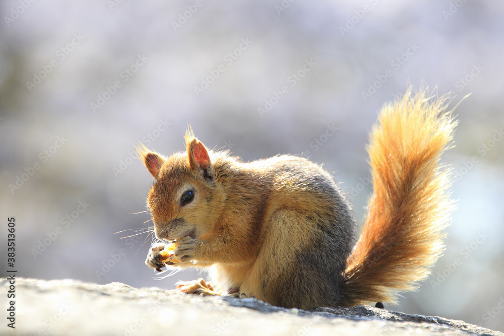 Obraz premium リス