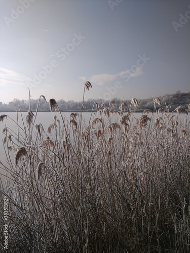 Zugefrorene Landschaft im Winter an einem See in Wien photo