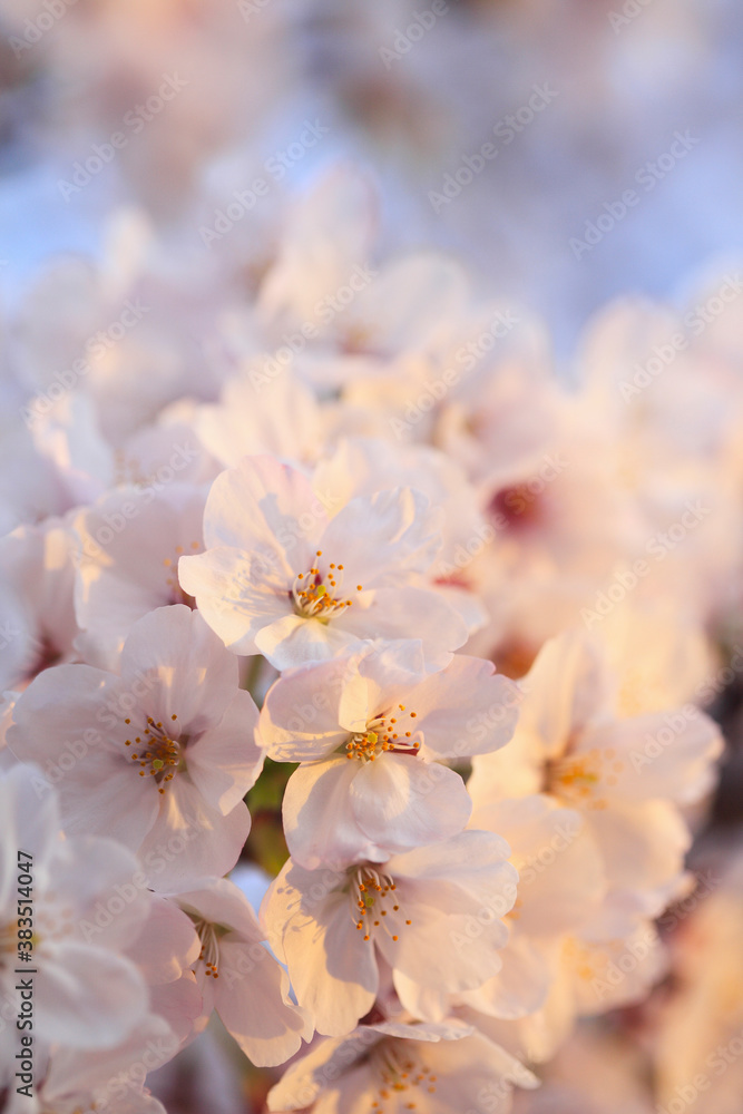 桜 桜