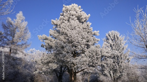 Zugefrorene Landschaft im Winter an einem See in Wien photo