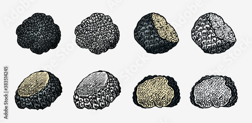 Truffles mushrooms set. Engraved hand drawn vintage sketch. Ingredients for cooking food. Woodcut style. Vector illustration.