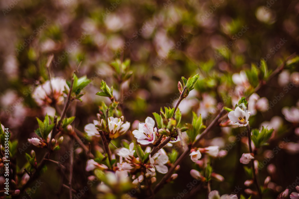 pink flowers in spring pink flowers in spring