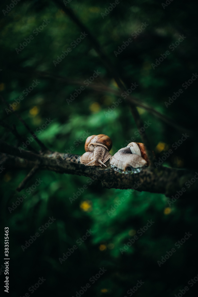 Obraz premium snail on a tree