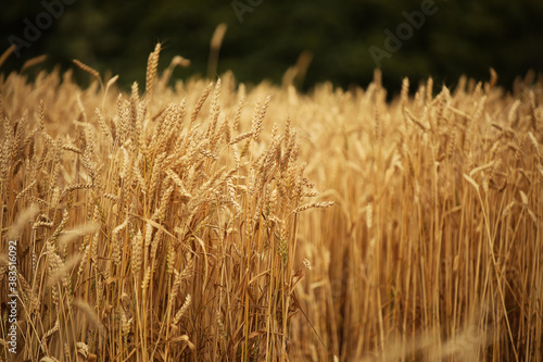 A field of rye and barley. Maturation of the future harvest. Agrarian sector of the agricultural industry. Plant farm. Growing of cereal crops. Source of food and well-being