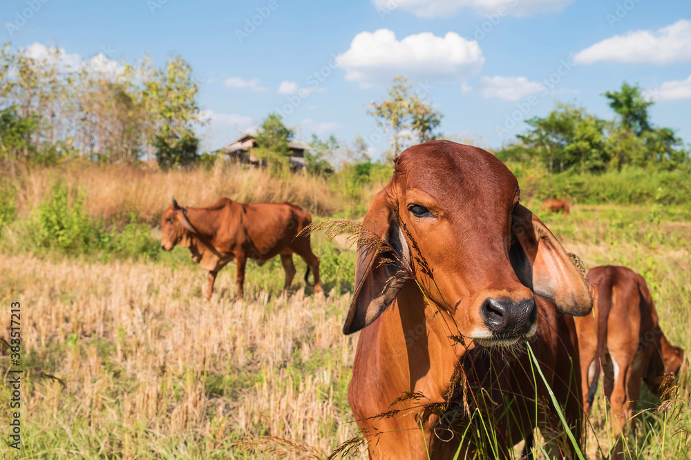 Obraz premium Herds of cows and calves graze in the middle of the field